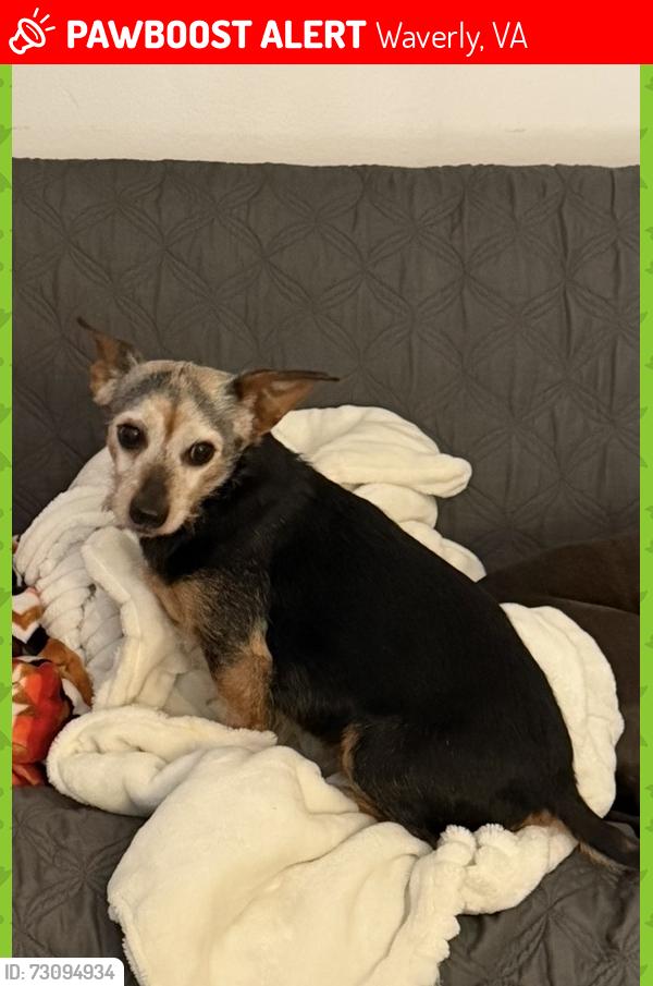 Lost Male Dog last seen Neblett Mill Rd, Waverly, VA 23890