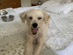 Reunited Female Dog last seen Talley Drive, Palm Harbor, FL 34684