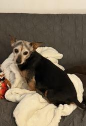 Lost Male Dog last seen Neblett Mill Rd, Waverly, VA 23890