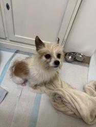 Reunited Male Dog last seen Hillcrest Subdivision, Red Musket Trail at 1604 access rd, San Antonio, TX 78245
