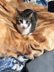 Lost Male Cat last seen Woodside avenue , Lodi, NJ 07644