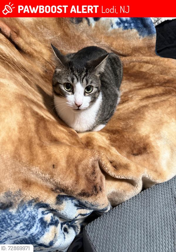 Lost Male Cat last seen Woodside avenue , Lodi, NJ 07644
