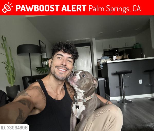 Lost Male Dog last seen Near E Santa Ynez Way Palm Springs, CA 92264 United States, Palm Springs, CA 92264