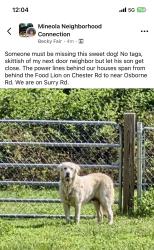 Found/Stray Female Dog last seen Surry Rd near Crofton Rd, Chester, VA 23831