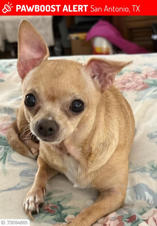 Lost Female Dog last seen Mittman/Gevers, San Antonio, TX 78223