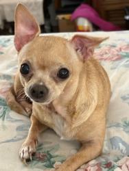 Lost Female Dog last seen Mittman/Gevers, San Antonio, TX 78223