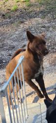 Reunited Female Dog last seen My home, Marion County, FL 34480