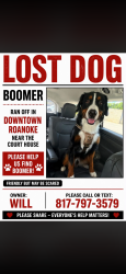 Lost Male Dog last seen Downtown Roanoke near court hse, Roanoke, TX 76262