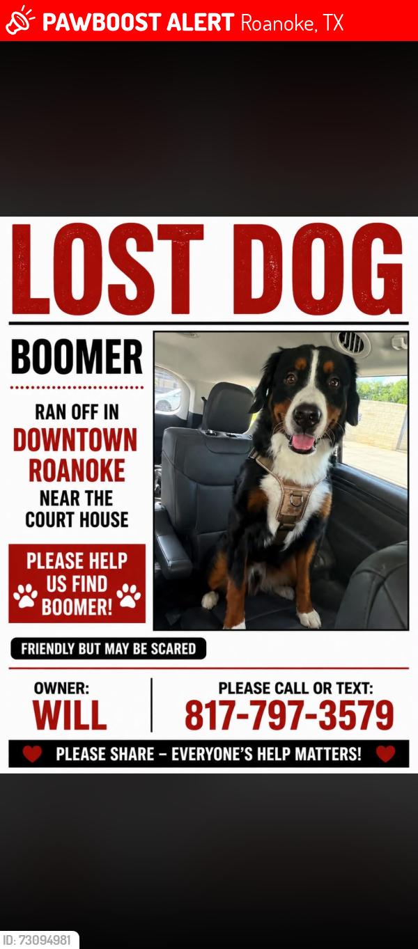 Lost Male Dog last seen Downtown Roanoke near court hse, Roanoke, TX 76262