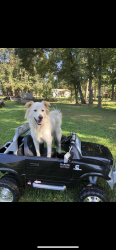 Lost Male Dog last seen Near feeder and Roman Forest exit, New Caney, TX 77357