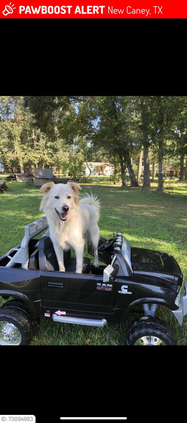 Lost Male Dog last seen Near feeder and Roman Forest exit, New Caney, TX 77357