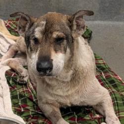 Shelter Stray Female Dog last seen Near BLOCK KELLY DR, 4710 TX-151, San Antonio, TX 78227, USA