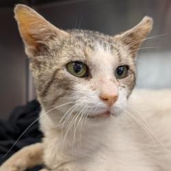 Shelter Stray Male Cat last seen Near BLOCK FURR DR, 4710 TX-151, San Antonio, TX 78227, USA