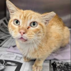 Shelter Stray Male Cat last seen Near BLOCK ZULEMA AVE, 4710 TX-151, San Antonio, TX 78227, USA
