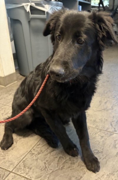 Shelter Stray Female Dog last seen , 11361 W Pico Blvd, Los Angeles, CA 90064, USA
