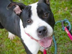 Shelter Stray Female Dog last seen Near BLOCK GOSHAWK WAY, TALLAHASSEE FL 32305, 1125 Easterwood Dr, Tallahassee, FL 32311, USA