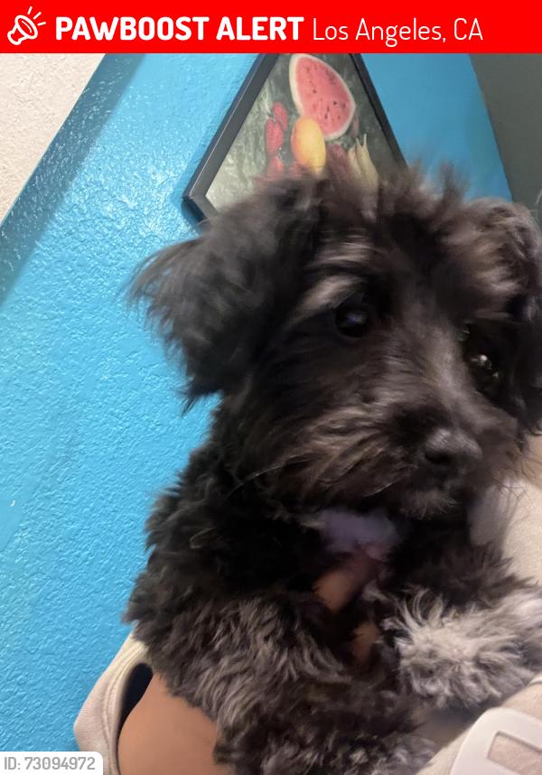 Lost Female Dog last seen century & Vermont by 711, Los Angeles, CA 90044