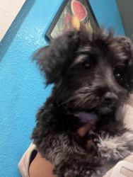 Lost Female Dog last seen century & Vermont by 711, Los Angeles, CA 90044