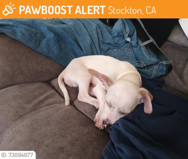 Found/Stray Male Dog last seen Charlies day and night( locksmith), Stockton, CA 95206