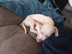 Found/Stray Male Dog last seen Charlies day and night( locksmith), Stockton, CA 95206