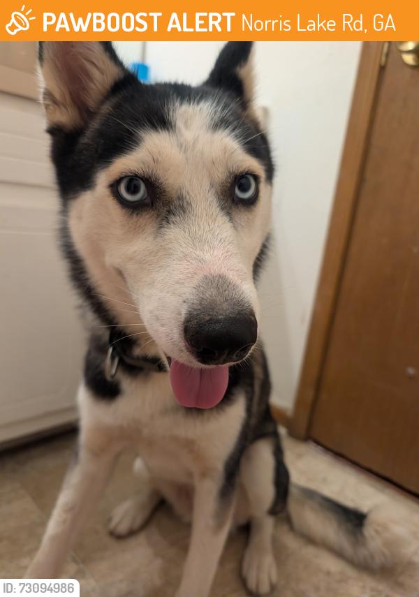 Found/Stray Female Dog last seen Norris Lake, Norris Lake Rd, GA 30039