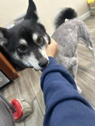 Found/Stray Male Dog last seen El Cortez and happy valley rd, Peoria, AZ 85383