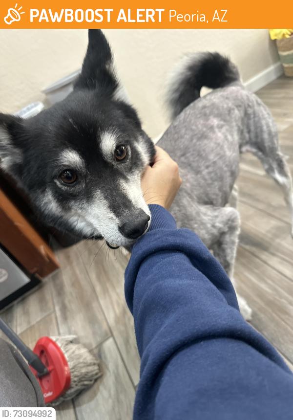 Found/Stray Male Dog last seen El Cortez and happy valley rd, Peoria, AZ 85383