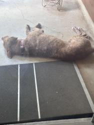 Found/Stray Male Dog last seen Sunscape Way /kelton, San Antonio, TX 78250