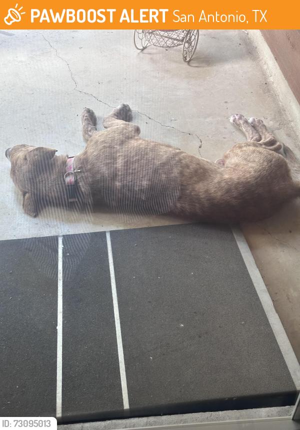 Found/Stray Male Dog last seen Sunscape Way /kelton, San Antonio, TX 78250