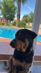Reunited Male Dog last seen Ann and Durango, Las Vegas Valley, NV 89149
