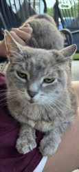 Lost Female Cat last seen Wentworth Crossing and Central College - New Albany, OH, New Albany, OH 43054