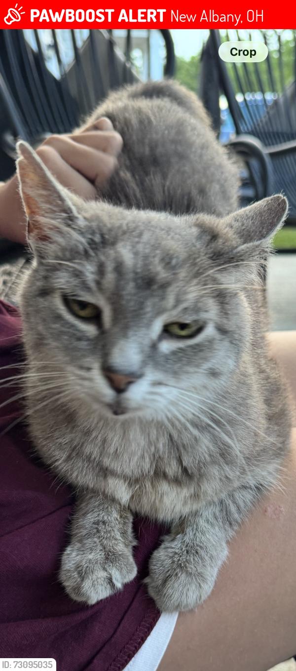 Lost Female Cat last seen Wentworth Crossing and Central College - New Albany, OH, New Albany, OH 43054