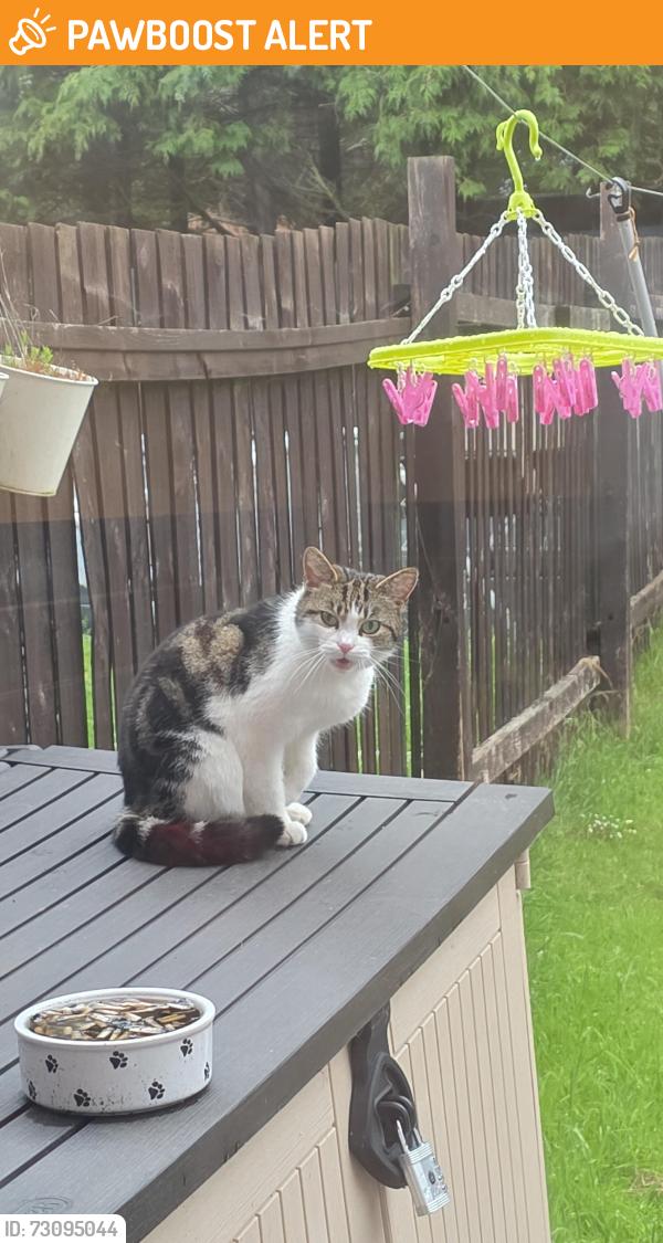 Found/Stray Female Cat last seen B31, Rubery, England B31 5PF