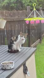 Found/Stray Female Cat last seen B31, Rubery, England B31 5PF