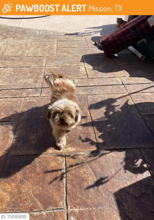 Found/Stray Female Dog last seen Monte Vista Subdivision, Mission, TX 75872