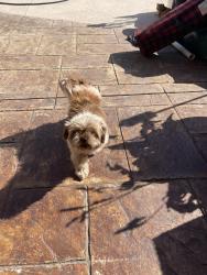 Found/Stray Female Dog last seen Monte Vista Subdivision, Mission, TX 75872