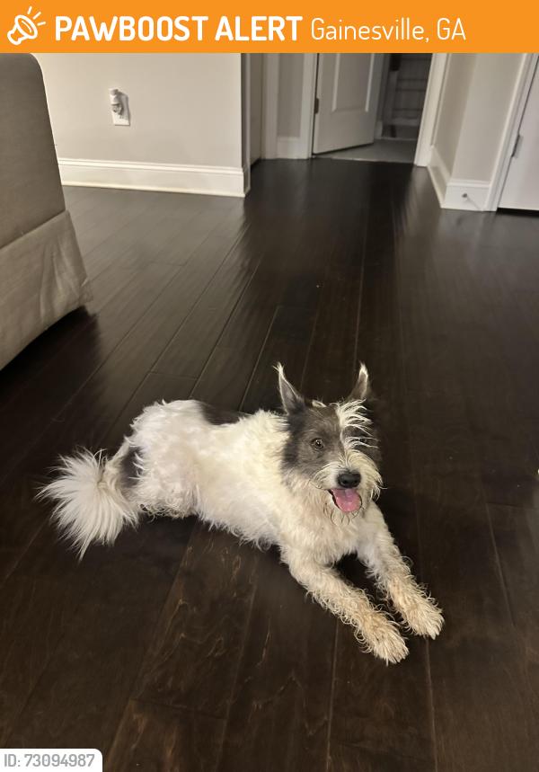 Found/Stray Unknown Dog last seen Old flowery branch rd Gainesville, GA 30504, Gainesville, GA 30504