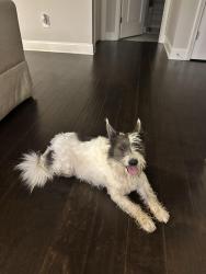 Found/Stray Unknown Dog last seen Old flowery branch rd Gainesville, GA 30504, Gainesville, GA 30504