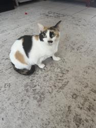 Lost Female Cat last seen Wrightwood and Pinon Dr/ Slater and Springdale, Huntington Beach, CA 92649