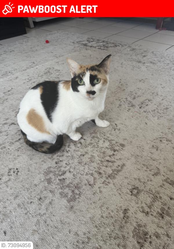 Lost Female Cat last seen Wrightwood and Pinon Dr/ Slater and Springdale, Huntington Beach, CA 92649