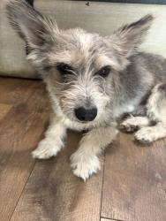 Found/Stray Male Dog last seen Figwood, Fontana, CA 92337