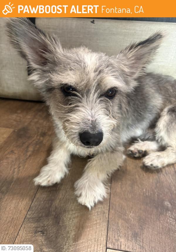Found/Stray Male Dog last seen Figwood, Fontana, CA 92337