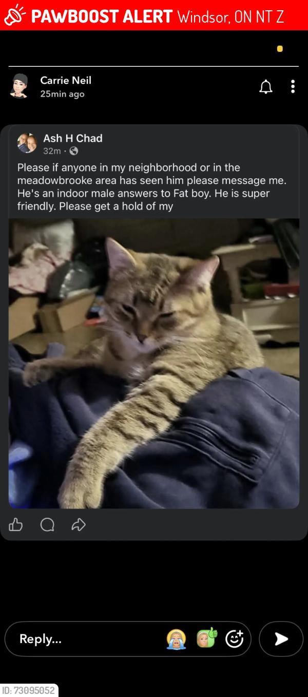 Lost Male Cat last seen Meadowbrook, Windsor, ON N8T 2Z5