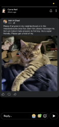 Lost Male Cat last seen Meadowbrook, Windsor, ON N8T 2Z5
