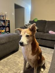 Lost Female Dog last seen Ingrams and Callaghan, San Antonio, TX 78238