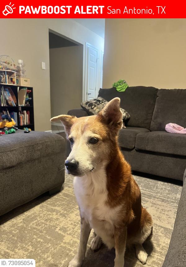 Lost Female Dog last seen Ingrams and Callaghan, San Antonio, TX 78238