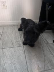 Reunited Female Dog last seen Near 36th Ct, Vero Beach, FL 32967, USA, Vero Beach, FL 32967