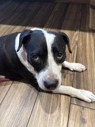 Reunited Female Dog last seen County line rd, Spring Hill, FL 34606