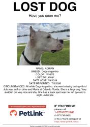 Reunited Female Dog last seen Near saffron drive, Orlando, Florida , Orlando, FL 32837