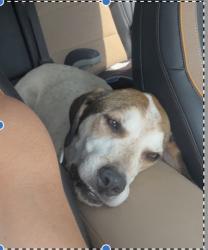 Reunited Male Dog last seen Near Lake Carroll, North Lakeshore, Carrollton, GA 30117